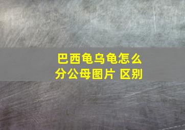 巴西龟乌龟怎么分公母图片 区别